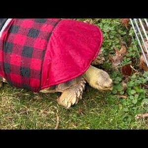 Stump Sulcata Tortoise raincoat almost 2yrs old