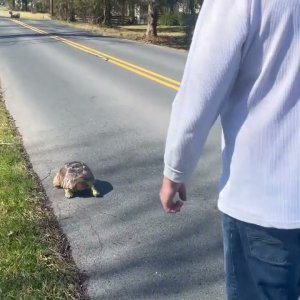 Stump Sulcata Tortoise 2yrs on the road again