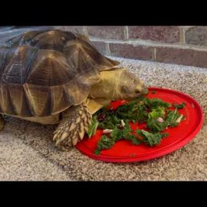 Stump Sulcata Tortoise 2yrs 1mo 4 plate snack pt1