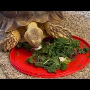 Stump Sulcata Tortoise 2yrs 1mo 4 plate snack pt2