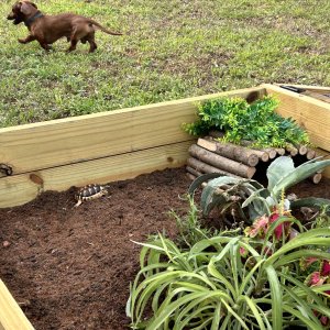 Cherubim McWigglesWorth The Thirds Updated outside enclosure 4ft by 8ft 1.5 ye old Marginated Tortoise!