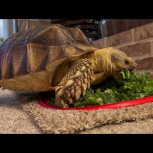 Stump Sulcata Tortoise 2yrs 1 5mo bedtime snack