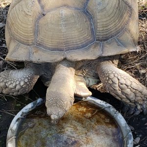 Torq & 14 inch bird bath