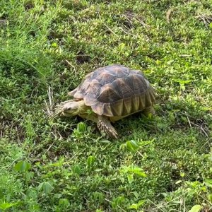 Stump Sulcata Tortoise 2yrs 2mo backyard walk