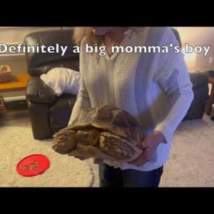 Stump Sulcata Tortoise 2yrs 2mo Momma's Boy