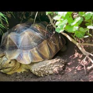 Stump Sulcata Tortoise 2yrs 3mo burrow