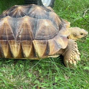 Stump Sulcata Tortoise 2yrs 4mo 1 stump power