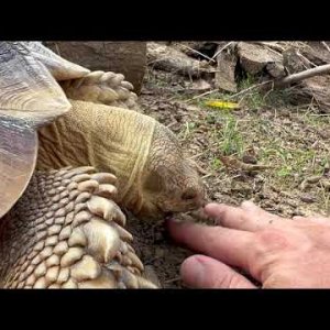 Stump Sulcata Tortoise 2yrs 4mo eating dirt with bird poop on it