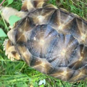 Stump Sulcata Tortoise 2yrs 6mo