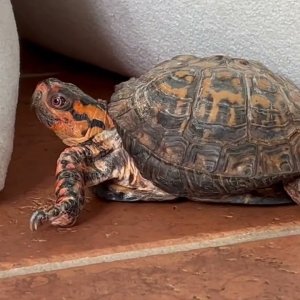 60yo eastern box turtle - Quincy