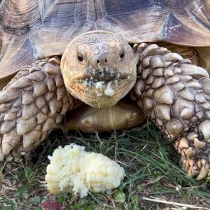 Stump Sulcata Tortoise