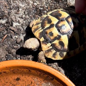 My tortoise