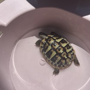 Tortoise bathing