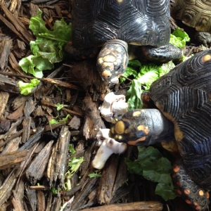 Munching them shrooms