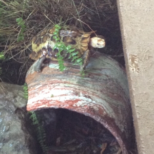 Bob on the hide again