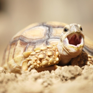 Caught Goldie at the end of a yawn