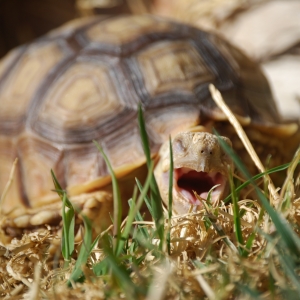 closed eyes yawn at that! :D