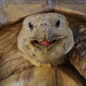 MONSTRO YAWN (time lapse)