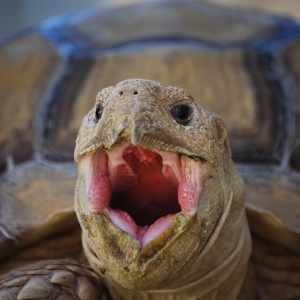 MONSTRO YAWN (time lapse)