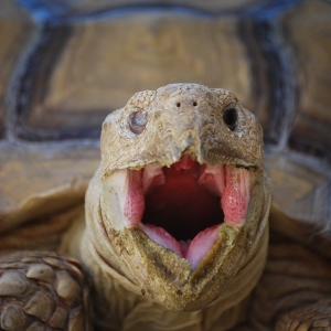 MONSTRO YAWN (time lapse)