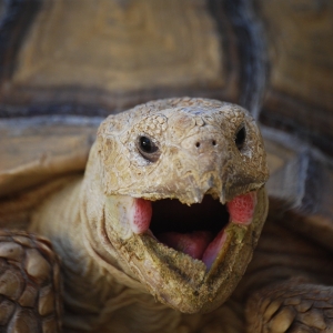 MONSTRO YAWN (time lapse)