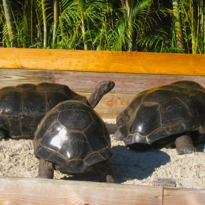 MATURE ALDABRA