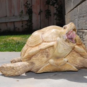 ALADAR YAWNS!