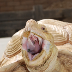 ALADAR YAWNS!