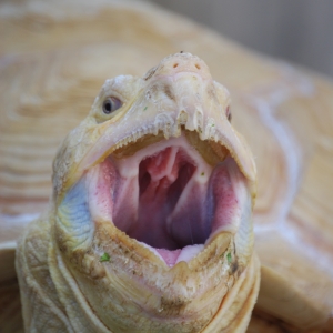 ALADAR YAWNS!