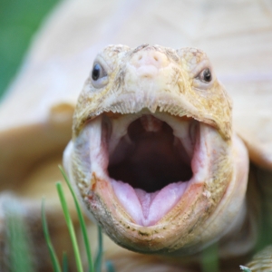 EGGROLL YAWNS!