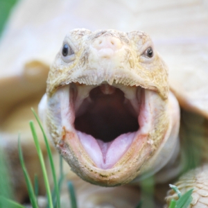 EGGROLL YAWNS!