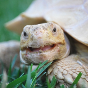 EGGROLL YAWNS!