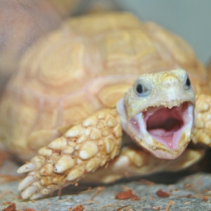 EGGROLL YAWNS!