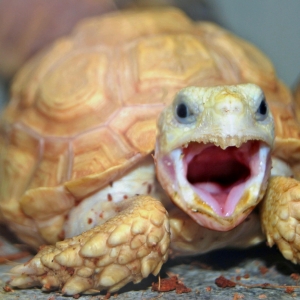 EGGROLL YAWNS!