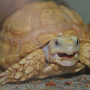 EGGROLL YAWNS!