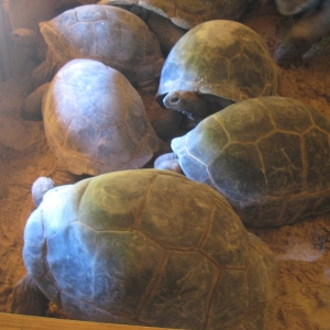 FEAMLE ALDABRA TORTOISES