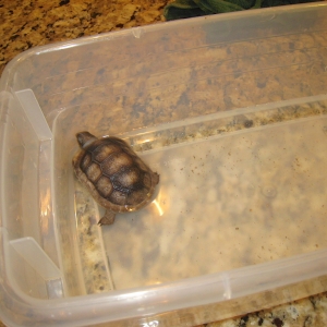 NEW ALDABRA HATCHLING