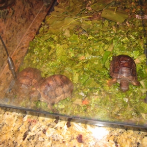 NEW ALDABRA HATCHLINGS