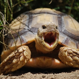 JEFF YAWN (time lapse)