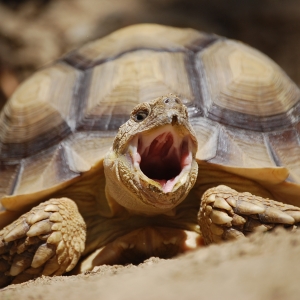 MARV YAWN (time lapse