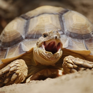 MARV YAWN (time lapse