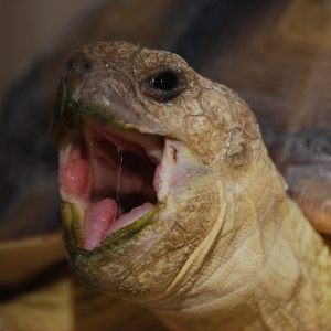 JIMMY YAWN (time lapse)