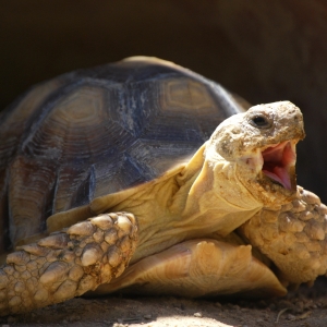 JIMMY YAWN (time lapse)