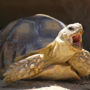 JIMMY YAWN (time lapse)