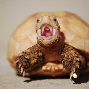 IT-1 YAWN (time lapse)