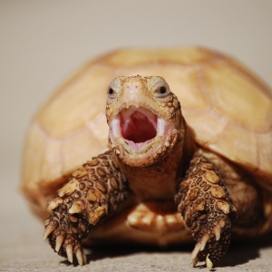 IT-1 YAWN (time lapse)