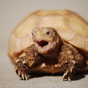 IT-1 YAWN (time lapse)