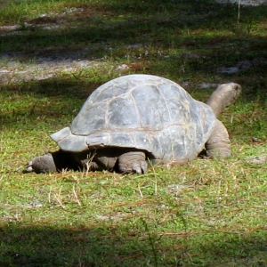 APRIL // FEMALE ALDABRA