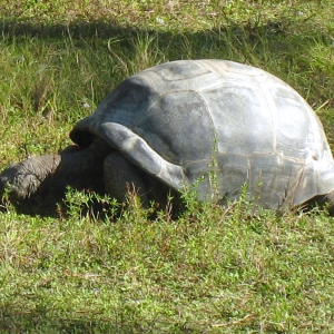 DIVA // ALDABRA FEMALE