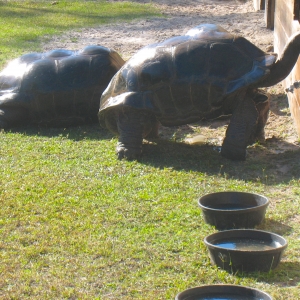 ALDABRA TORTOISE BREEDING PROGRAM